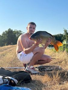 Common Carp