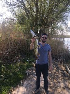 Northern Pike
