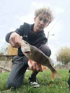 European Perch