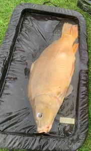 Mirror Carp