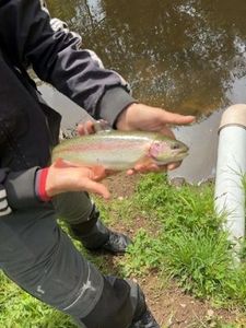 Rainbow Trout