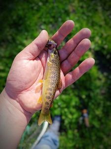Brown Trout