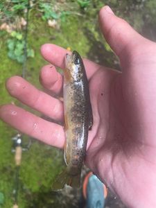 Brown Trout