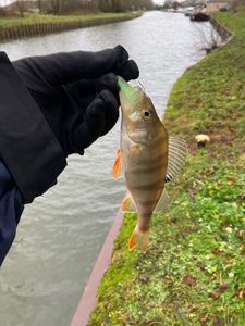 European Perch