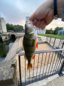 European Perch