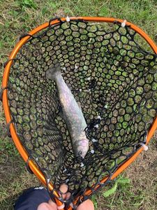 Rainbow Trout