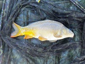 Leather Carp
