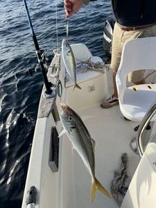 Mediterranean Horse Mackerel