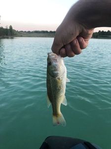 Largemouth Bass