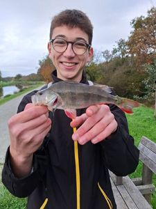 European Perch