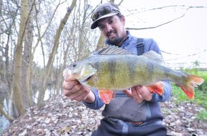 European Perch