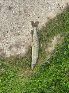 Northern Pike