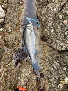European Bass (Seabass)