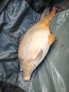 Mirror Carp