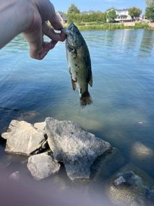 Smallmouth Bass