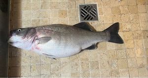 European Bass (Seabass)