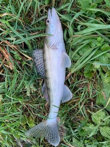 Zander
