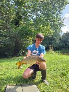 Common Carp