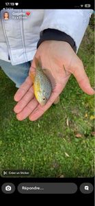 Green Sunfish
