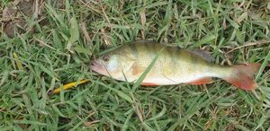 European Perch
