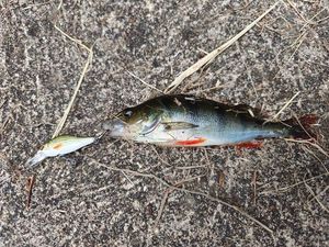 European Perch
