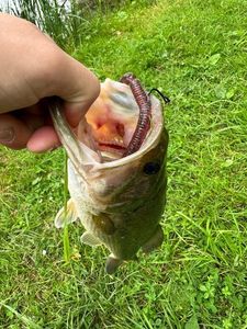 Largemouth Bass