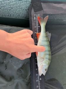 European Perch