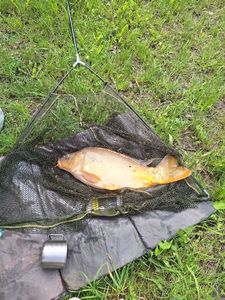 Mirror Carp