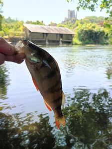 European Perch