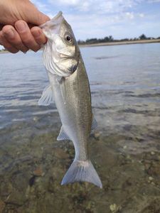 European Bass (Seabass)