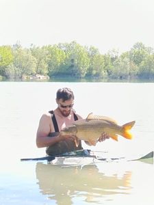 Common Carp