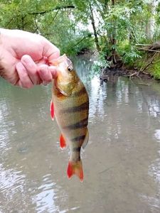 European Perch