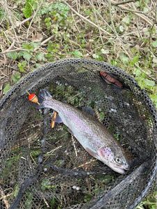 Rainbow Trout