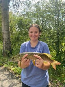 Northern Pike