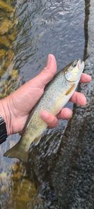 Brown Trout