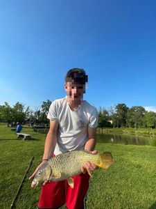 Common Carp