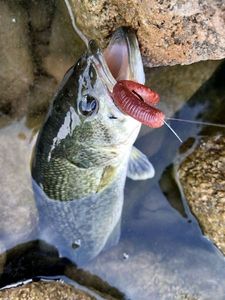 Largemouth Bass