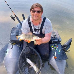 European Perch