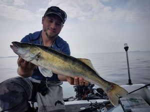 Zander