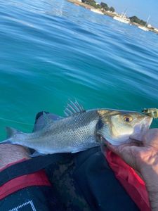 European Bass (Seabass)