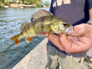 European Perch