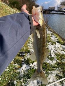 Zander