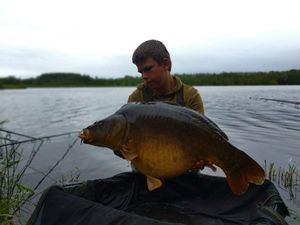 Common Carp