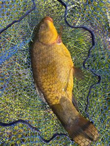 Tench