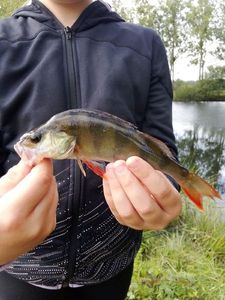 European Perch