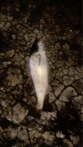 South American Silver Croaker