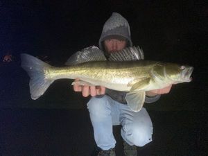 Zander