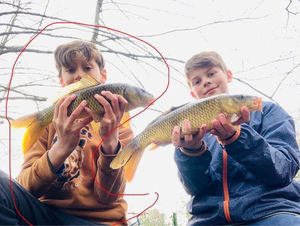 Common Carp