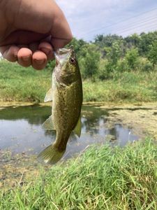 Largemouth Bass