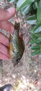 Green Sunfish